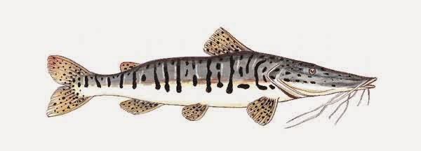 Cachara