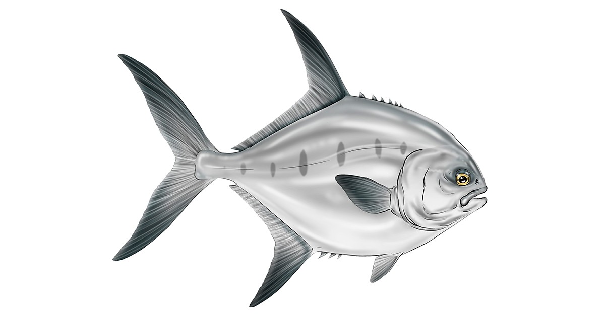 Peixe de Praia
