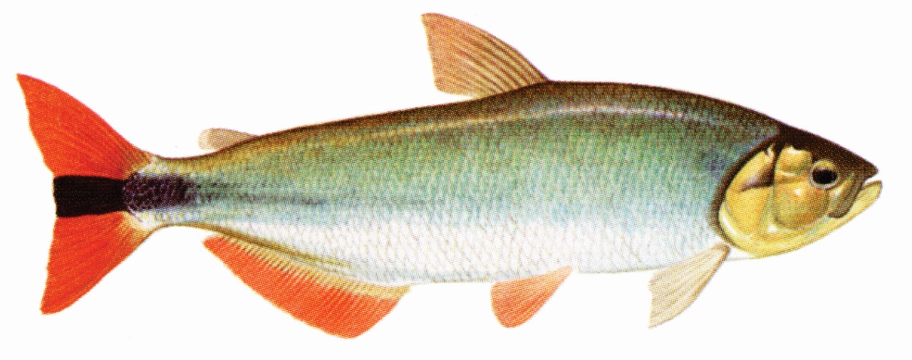 Piraputanga